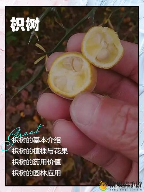 如何在“枳积通积枳免费大全在线看”中找到自己想要的内容?