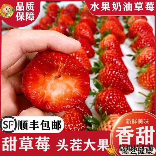春香草莓和久久草莓的区别,究竟哪种更适合你的口味?