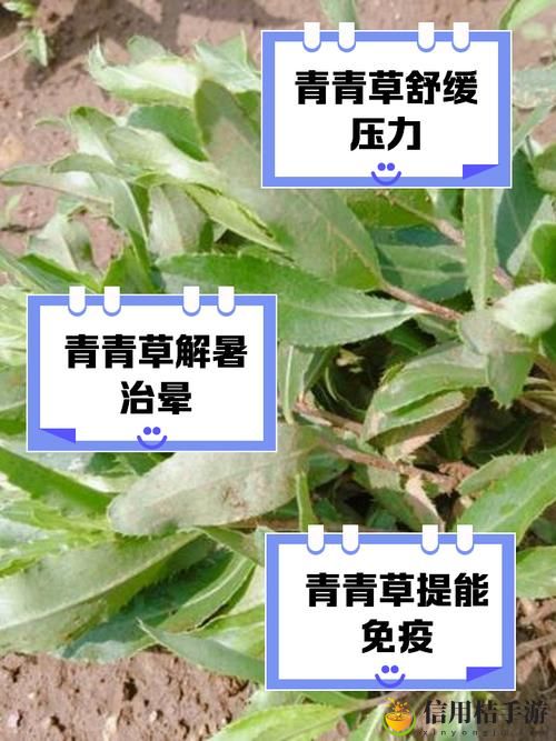 绿巨人樱桃荔枝青青草的功效