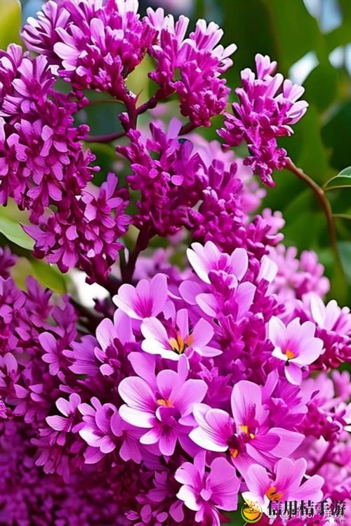 为什么选择“丁香花免费高清完整在线观看”可以带给你不一样的观影体验?