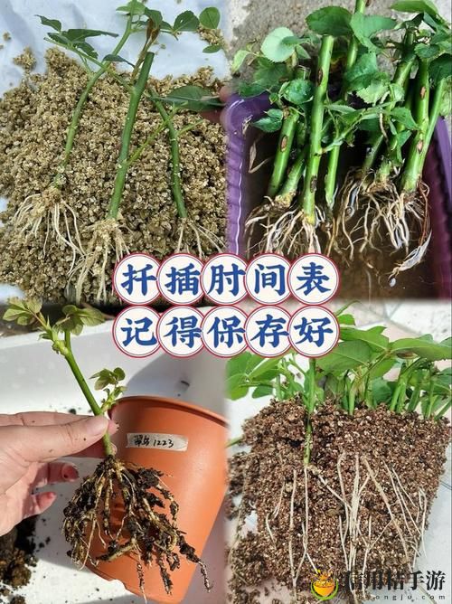 在床上的72种扦插方法