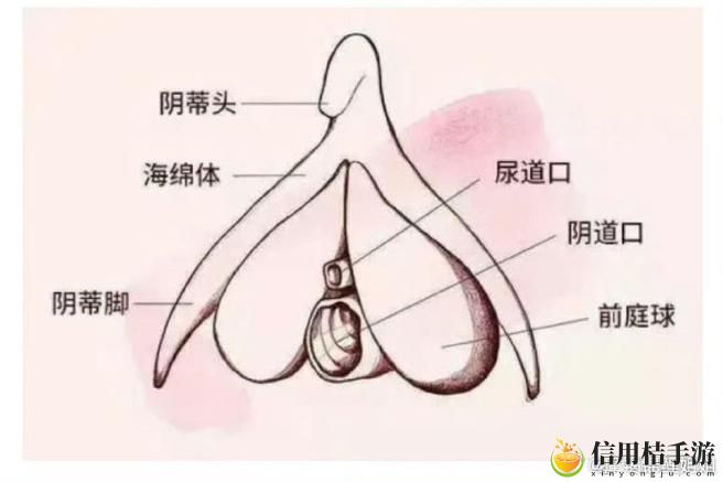 大荫蒂BBBBBB大荫蒂,用户评论:期待期待再期待的全新体验