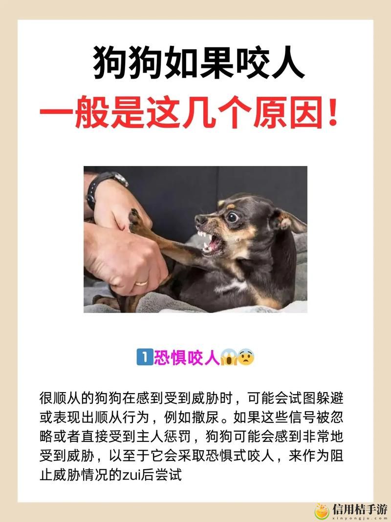 如何利用“狗狗和人咬配方大全视频”来提高你的宠物训练效果?
