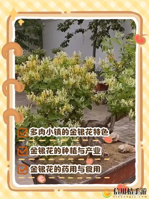 多肉小镇金银花