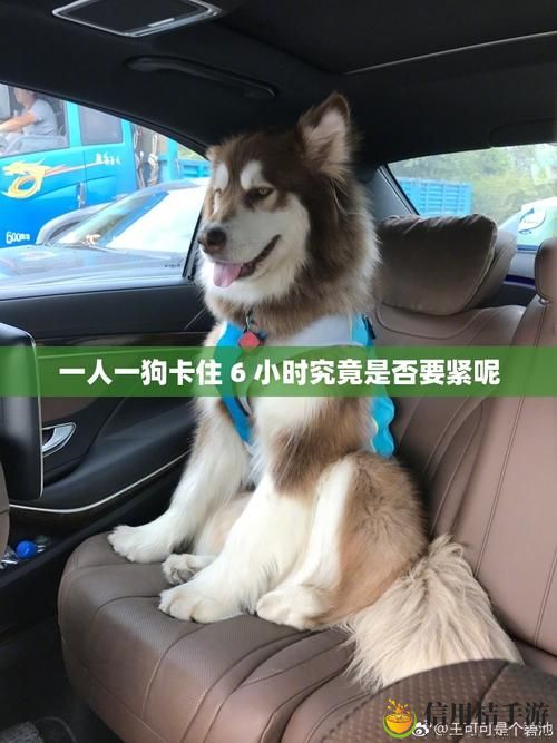 为什么“一人一狗卡住6个小时”竟成舆论热点?