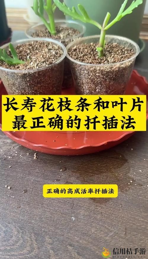如何在床上扦插植物免费不花钱,网友:真是太妙了!