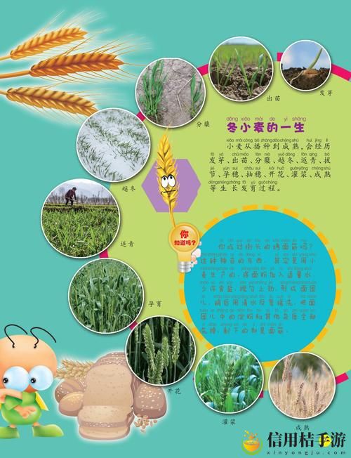 麦子的秘密2:它背后隐藏着怎样的文化与历史?