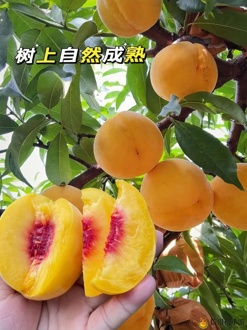 蜜桃国精产品二三三区,平台:探秘美味与健康的结合