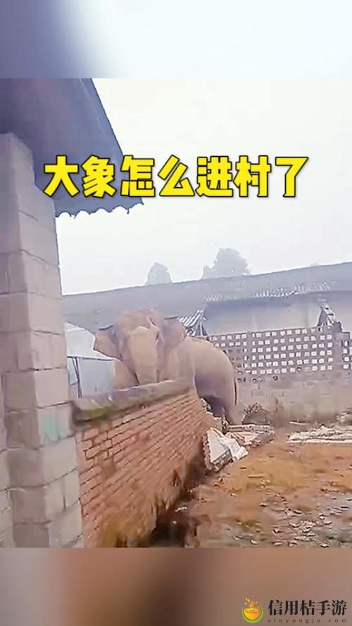 大象视频DX2022回家的路,网友感叹:这是一场视觉与心灵的双重旅行