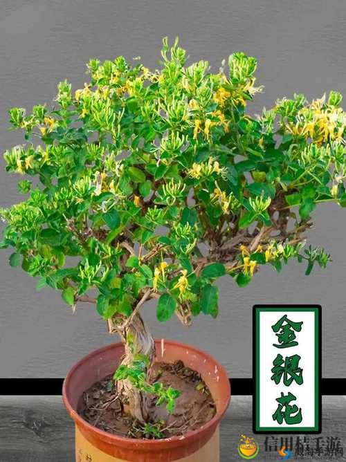 多肉小镇金银花