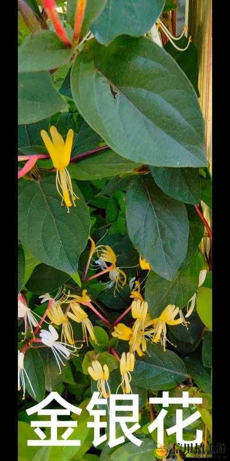在多肉小镇金银花的温暖阳光下,如何让多肉植物茁壮成长?