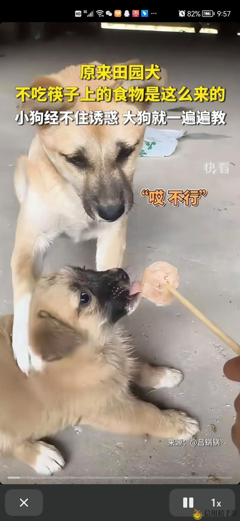 狗狗太快了我有点接受不了,难道只是一种追逐本能吗?
