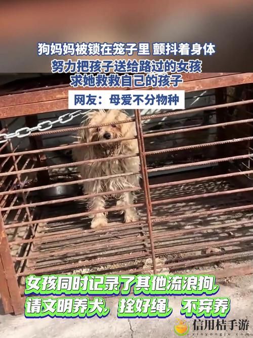 大狗锁住女人狗的视频大全