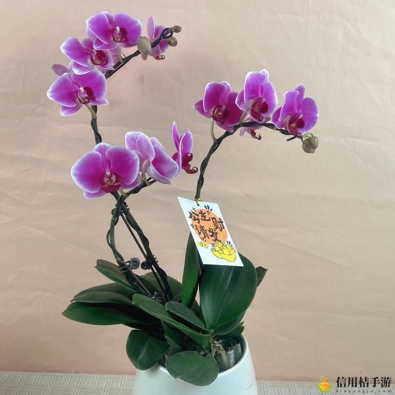 蝴蝶兰插花视频樱花传媒