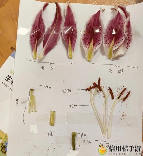 幼枝嫩蕊(1-7)
