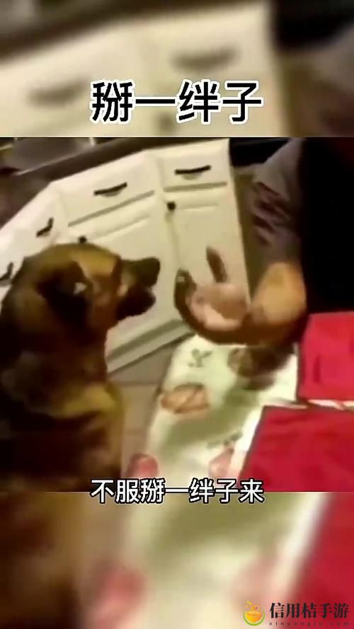 人狗大战9免费观看正版,究竟能带给观众怎样激烈的对决体验?