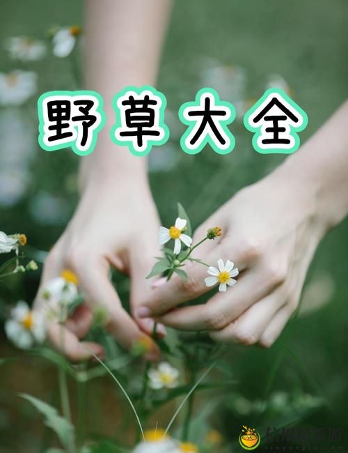 野草视频在线观看污版,粉丝:探索人性之美与欲望之境
